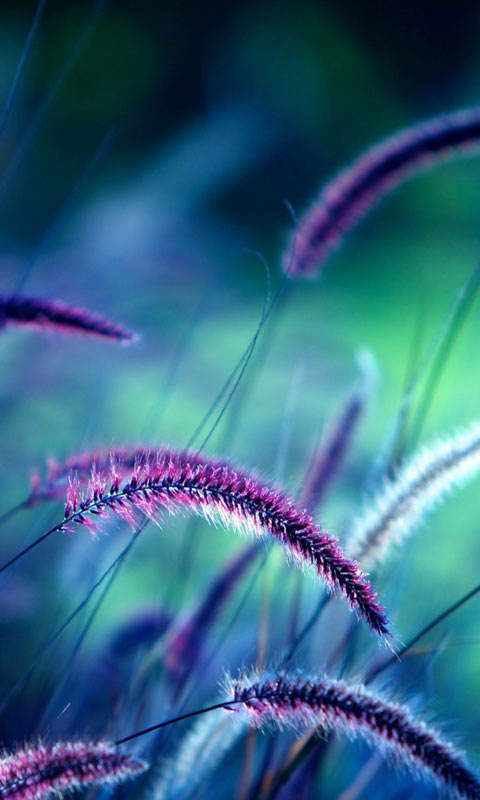 很好看的紫色狗尾巴草480×800手机图片下载免费