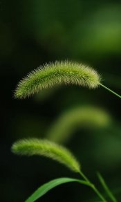 毛茸茸的青绿色狗尾巴草480×800手机壁纸大全