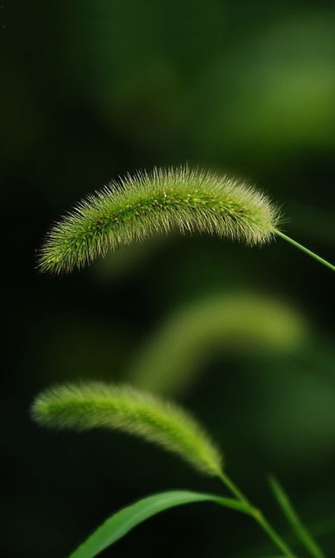 毛茸茸的青绿色狗尾巴草480×800手机壁纸大全