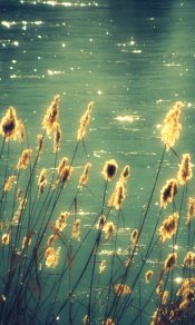 晶莹梦幻的湖光映出美芦苇的身影480×800手机壁纸图片