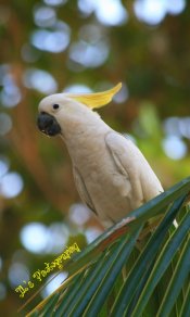 小葵花凤头鹦鹉480×800手机壁纸图片