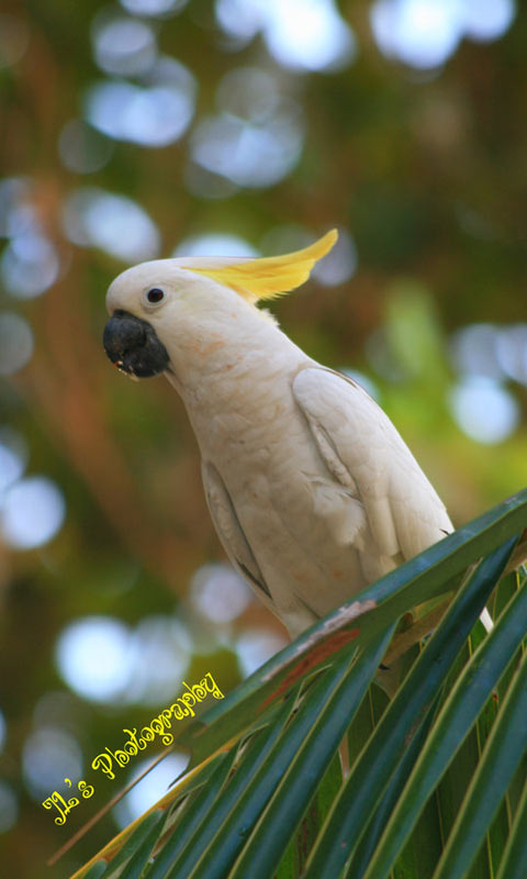 小葵花凤头鹦鹉480×800手机壁纸图片