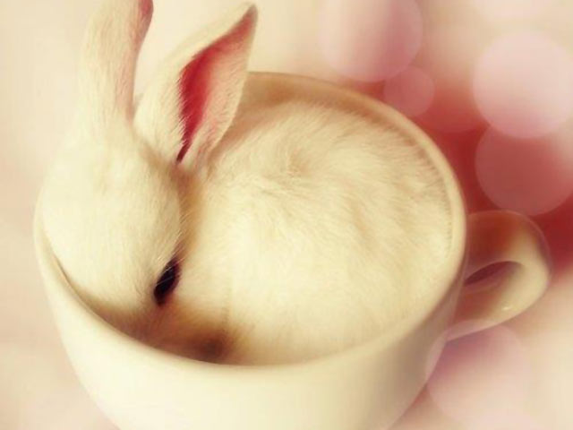 最全的萌物兔子图片640×480手机壁纸（7）