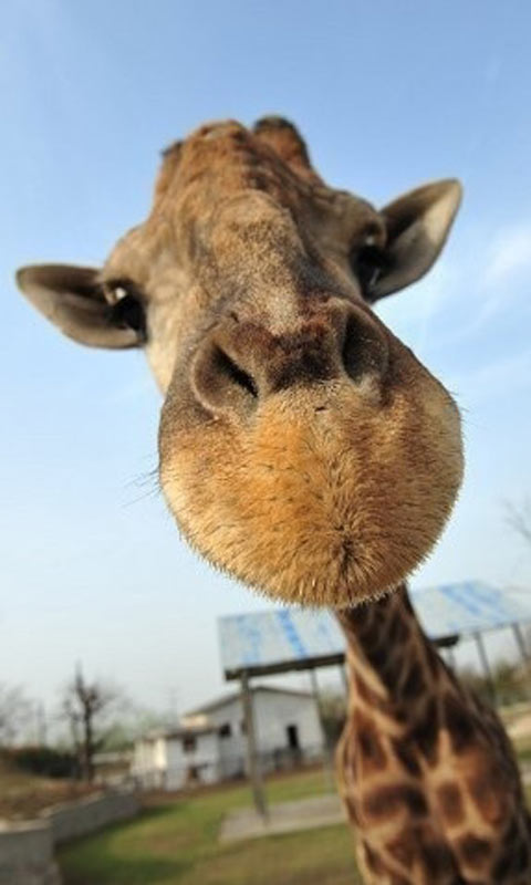 动物世界的高个子，长颈鹿图片480×800手机壁纸（6）