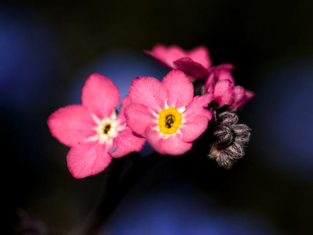 情意之花，勿忘我高清640×480手机壁纸图片