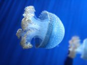 海洋浮游生物水母高清640×480手机壁纸图片下载