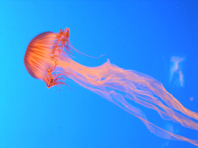黄红色的水母长长的触手高清手机壁纸