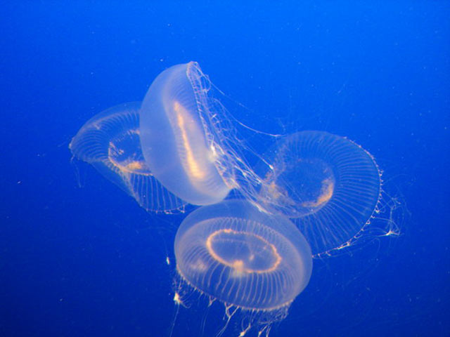 水母手机壁纸下载大全