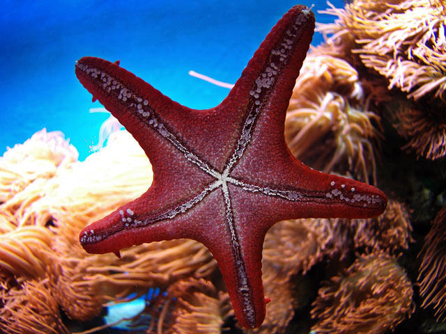 海星在海水里游动的手机壁纸图片