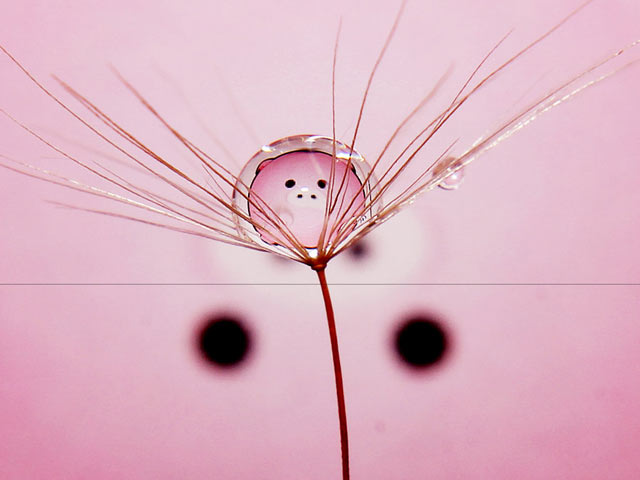 奇妙的景象，晶莹水珠里小猪的缩影手机壁纸图片