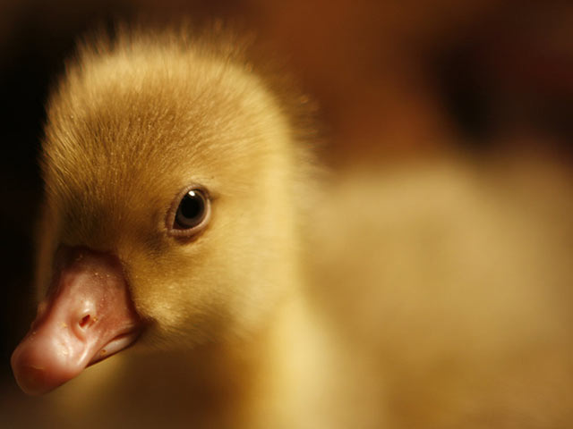 小鸭子柔顺的绒毛，清澈的眼神手机壁纸