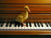 小可爱的梦想，站在钢琴上的小鸭子图片手机壁纸