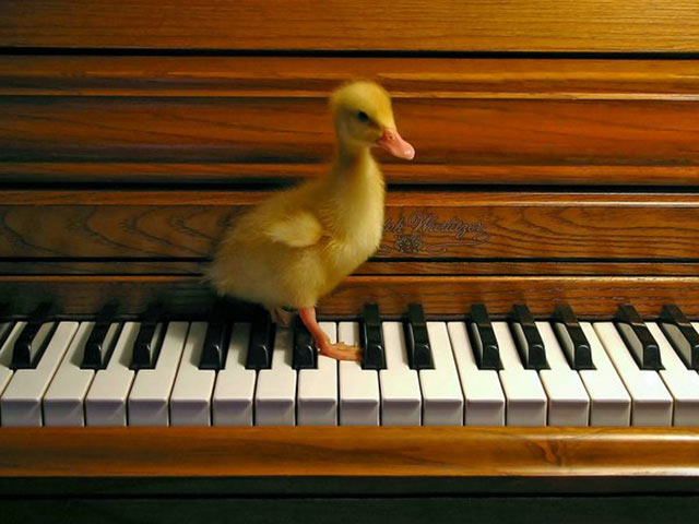 小可爱的梦想，站在钢琴上的小鸭子图片手机壁纸