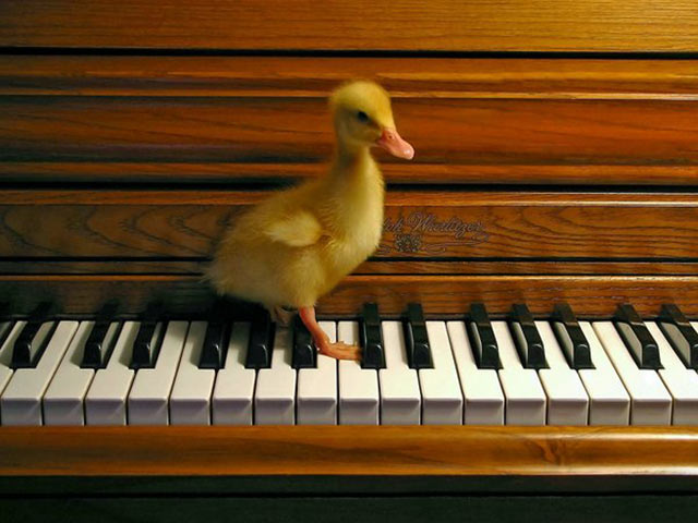小可爱的梦想，站在钢琴上的小鸭子图片手机壁纸