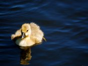 在深蓝色的湖面上游动的鸭宝宝手机壁纸图片下载