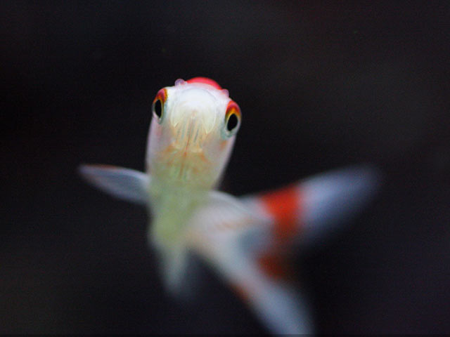 好看的金鱼640×480高清手机壁纸图片下载（3）