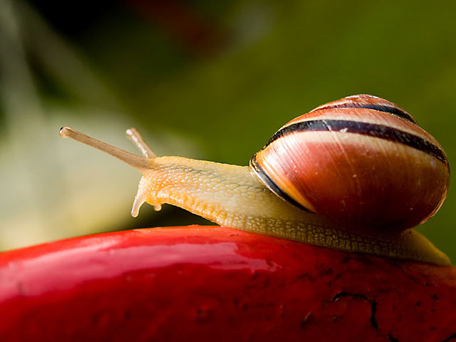 常见的软体动物，蜗牛640×480手机壁纸图片