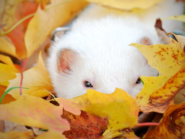 雪白色的宠物貂640×480可爱动物手机壁纸图片（4）