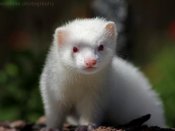 雪白色的宠物貂640×480可爱动物手机壁纸图片（10）