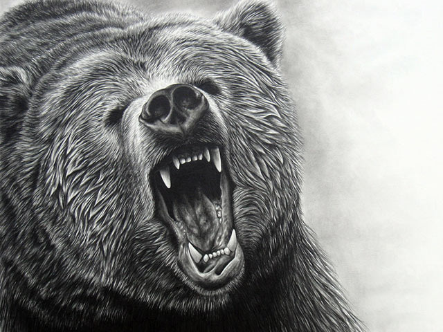 一只熊吼叫的图片图片
