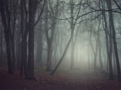 诡异而恐怖，树林里的迷雾640×480手机壁纸图片