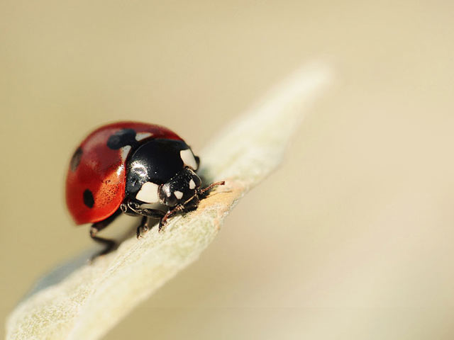 瓢虫近距离特定镜头手机壁纸图片