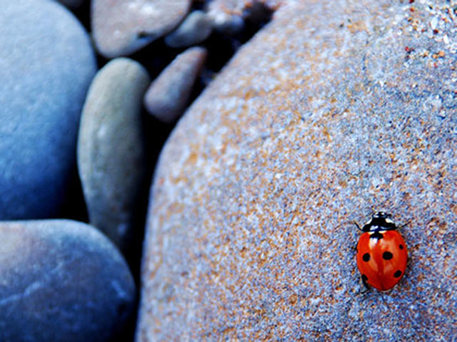 大颗鹅卵石背景下瓢虫弱小身躯高清手机壁纸