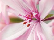 一朵不起眼的小花,天竺葵640×480手机壁纸图片