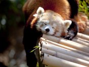 一个安静的中午,睡午觉的小熊猫手机壁纸