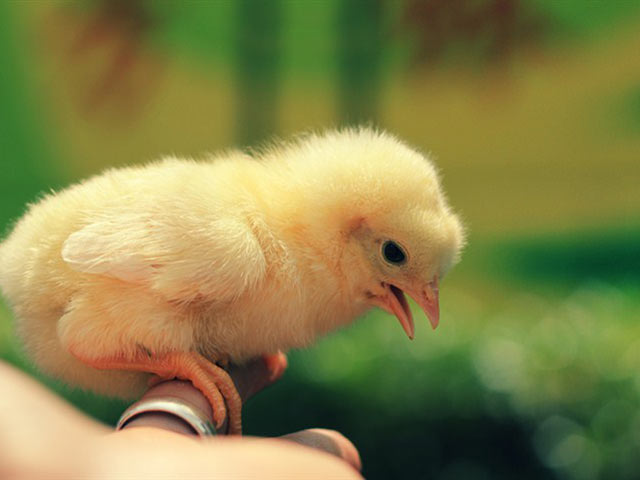 稚嫩可爱，毛茸茸的小鸡640×480手机壁纸图片大全