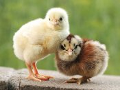 毛茸茸的两个小鸡依偎在一起的温情画面手机壁纸图片
