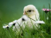 绿色的草地里，一只弱小的小鸡高清手机壁纸下载
