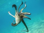 八只脚的怪物，海底的章鱼手机壁纸图片大全
