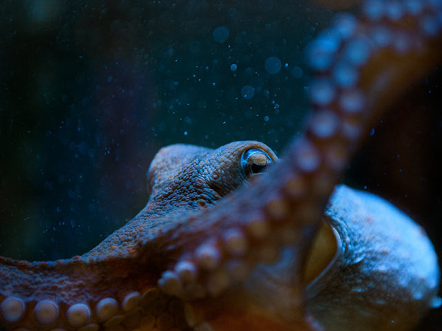 章鱼脚上的吸盘和它的眼睛高清手机壁纸图片