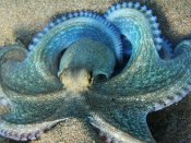 海底泥沙上的章鱼高清摄影手机图片壁纸