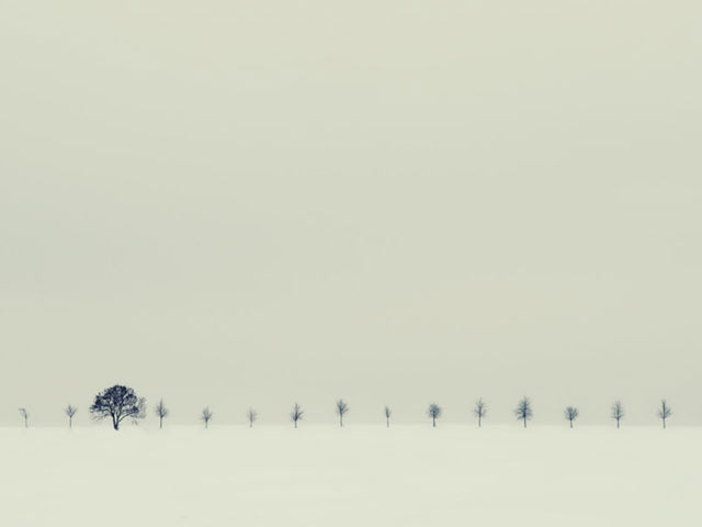 灰蒙蒙的背景下，远处成排的小树，极简主义绘画手机壁纸图片