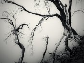 好像妖怪在舞动一样，浓雾里的几棵枯树手机壁纸图片