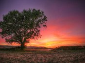 田野里的大树和美轮美奂的夕阳手机壁纸图片下