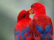 玩亲亲嘴的两只红色艳丽鹦鹉640×480手机壁纸图片