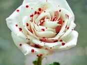 溅血的白玫瑰，恐怖的惊心之美手机壁纸图片