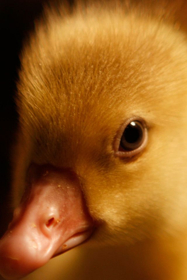 毛毛的可爱小黄鸭宝宝高清1080手机壁纸图片