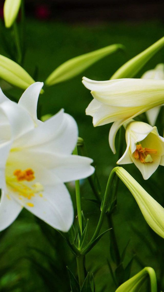 白色的百合花高清手机壁纸图片