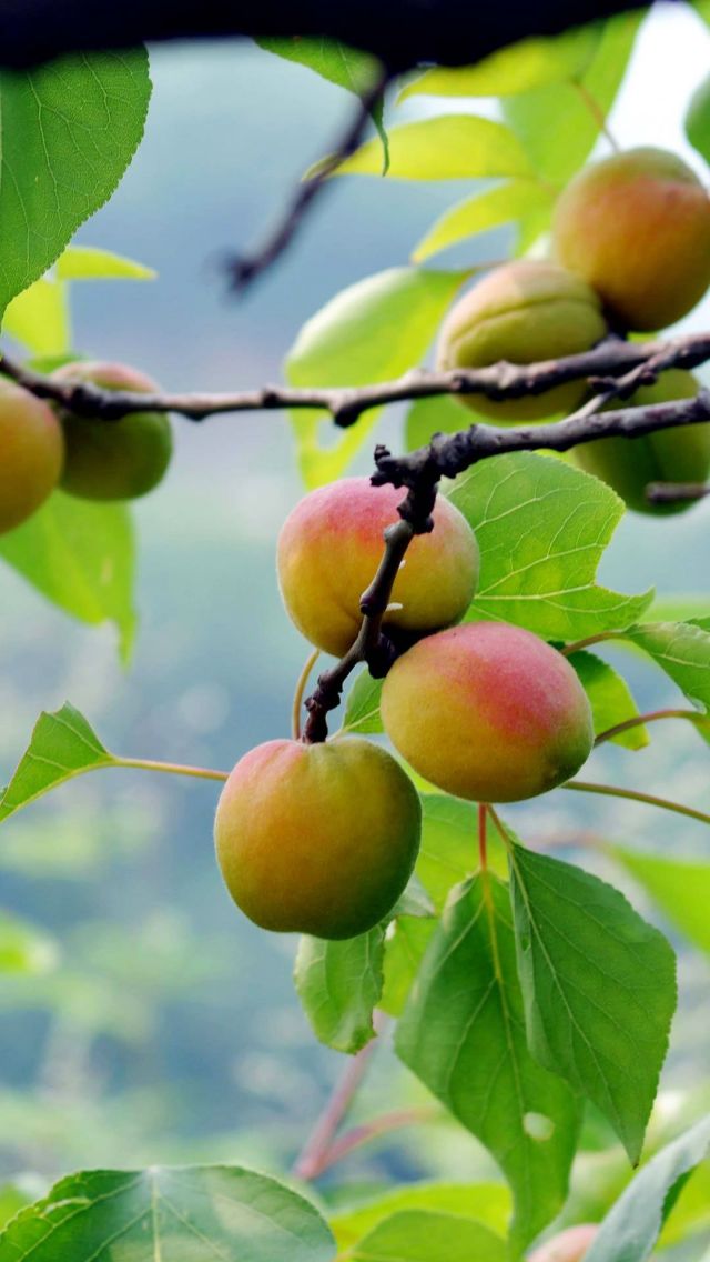 绿叶衬托下的红色山杏清爽手机图片壁纸下载