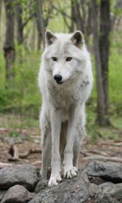 葱郁的森林里，走在石头上的白狼动物图片手机