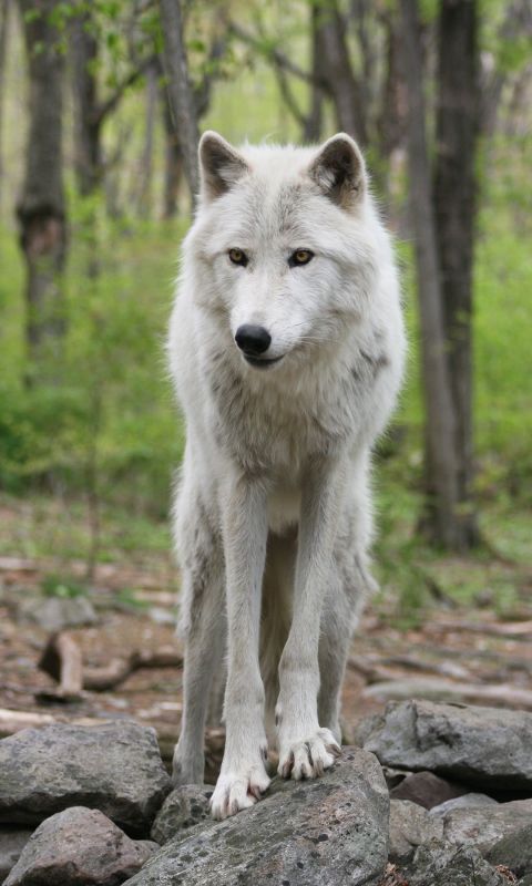 葱郁的森林里 走在石头上的白狼动物图片手机壁纸 591彩信网