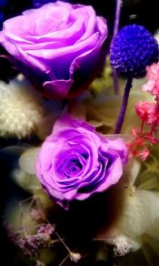 两朵紫色的玫瑰花手机图片背景下载