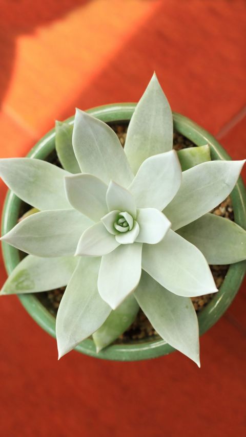 宽叶仙女杯，多肉植物高清好看手机壁纸图片