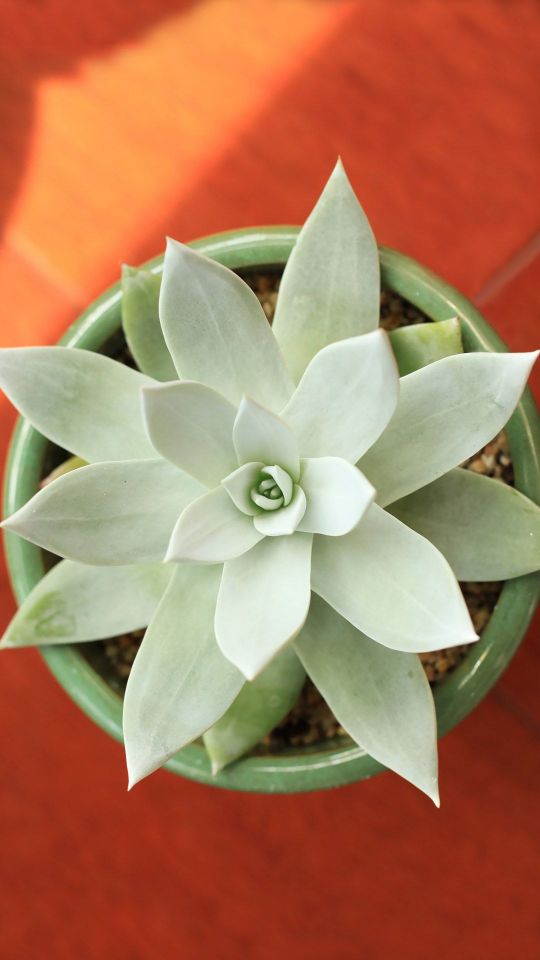 宽叶仙女杯，多肉植物高清好看手机壁纸图片