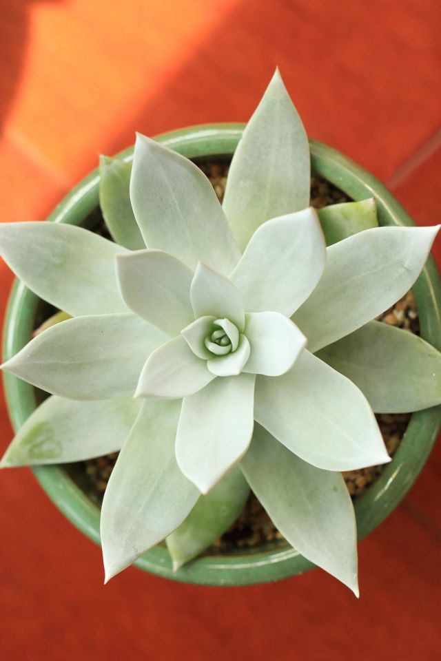 宽叶仙女杯，多肉植物高清好看手机壁纸图片