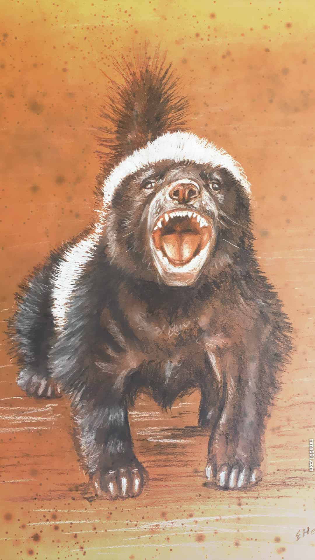 个小凶猛，不服就干的草原平头哥蜜獾手机壁纸图片集1080x1920（5）